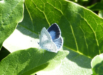 2017-07-23 Schmetterlinge Bläuling.jpg