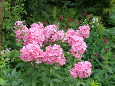 2017-07-23 Phlox 'Bornimer Nachsommer'.jpg
