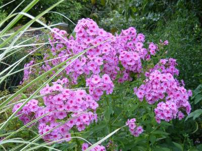 2017-07-23 Phlox 'Dorffreude'.jpg