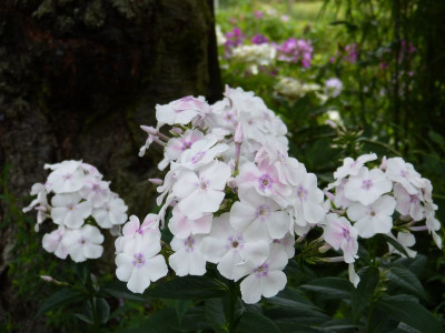 2017-07-23 Phlox 'Elfe' 1.jpg