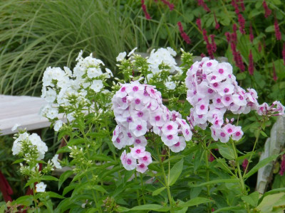 2017-07-23 Phlox 'Euphorion'.jpg