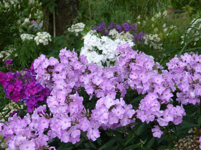 2017-07-23 Phlox 'Silberlachs'.jpg