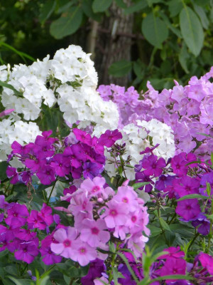 2017-07-23 Phlox 3.jpg