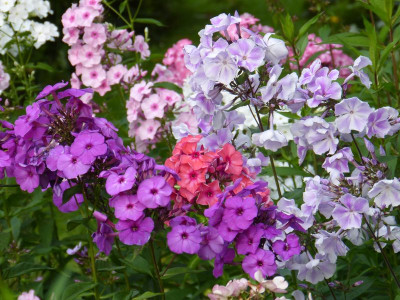 2017-07-23 Phlox 4.jpg