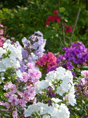 2017-07-23 Phlox 6.jpg