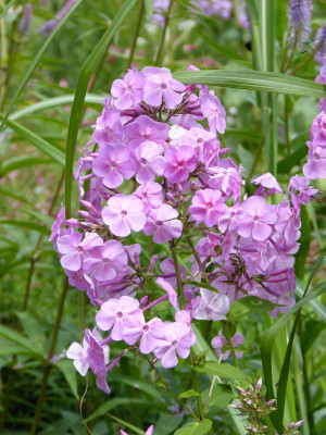 2017-07-23 Phlox Sämling Christine.jpg