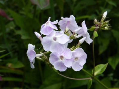 2017-07-23 Phlox Sämling Katherine.jpg