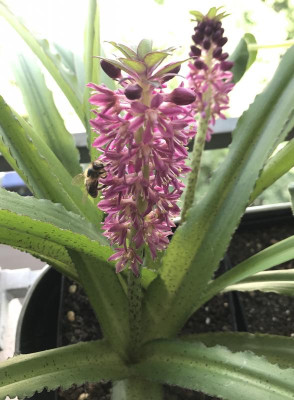 Eucomis rot 07-2017.jpg