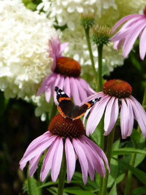 2017-07-23 Gartenimpressionen 1.jpg