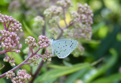 2017-07-23 Gartenimpressionen 2.jpg