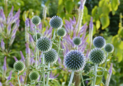 2017-07-23 Gartenimpressionen 3.jpg
