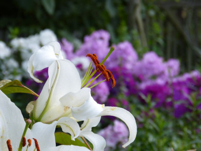 2017-07-23 Gartenimpressionen 4.jpg