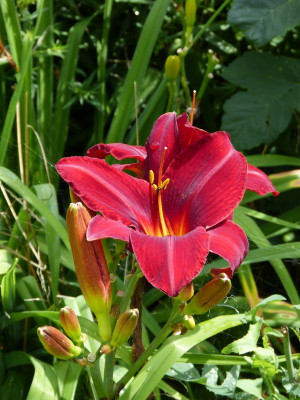 2017-07-23 Hemerocallis rot.jpg