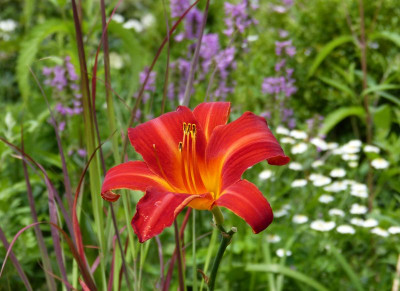 2017-07-23 Hemerocallis 'Shining Plumage'.jpg