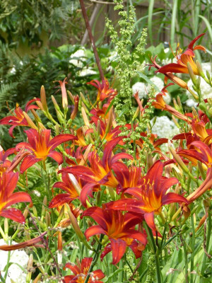 2017-07-23 Hemerocallis 'Crimson Pirate'.jpg