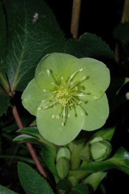 A1496_Large.JPG