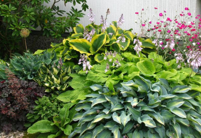 Hosta unter Küche.JPG