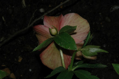 A1502_Large.JPG