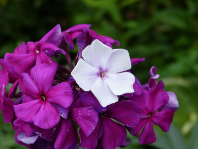 2017-07-24 Phlox 'Düsterlohe'.jpg