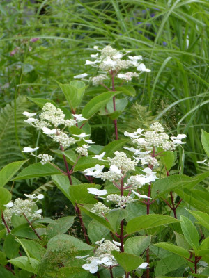 2017-07-23 Hydrangea paniculata.jpg