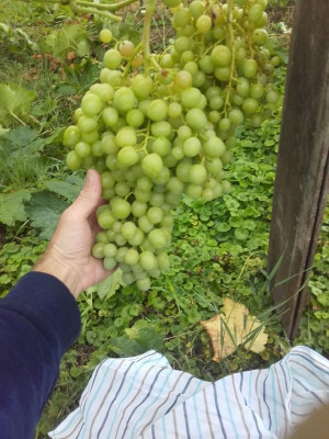 IMG-20170724-WA0010.jpeg
