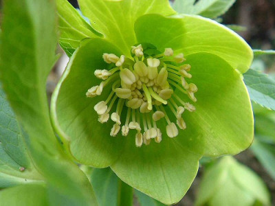 Helleborus_multifidus_ssp._multifidus.jpg