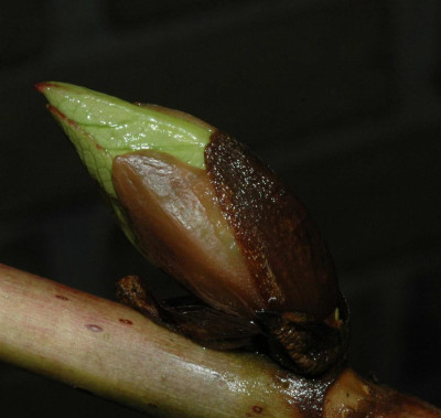 A1505a_Large.JPG