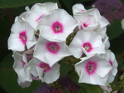 255.Sä._gr.Hort._Ga_P7250855.JPG