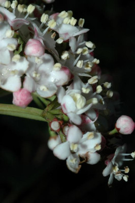 A1475_Large.JPG