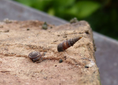 2017-07-22 Schnecken 2.jpg