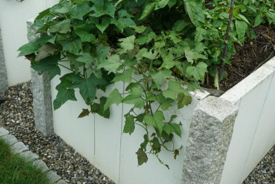 DSC09208_cut.jpg