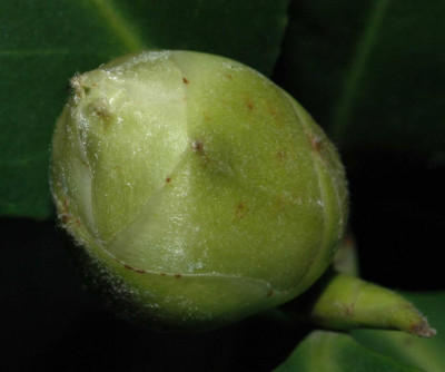 A1506a_Large.JPG