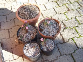 100_0444_Helleborus_tibeyhanus_pink_PP.jpg