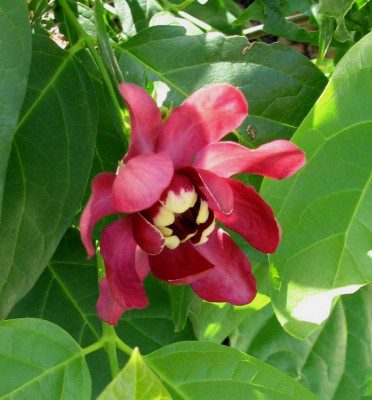 Calyc.HartlageWine2.jpg