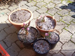 100_0436_Helleborus_tibethanus_pink_2_PP.jpg