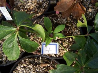 100_0433_Helleborus_Red_Lady_4_PP.jpg