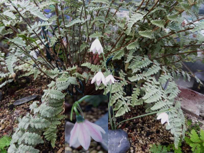 Acis rosea ... n2   26.7.17 028.jpg