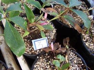 100_0432_Helleborus_Red_Lady_3a_PP.jpg