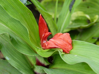 2017-07-27 Roscoea purpurea ‚Red Gurkha' 2.jpg