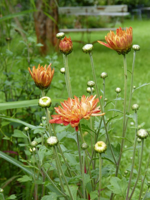 2017-07-27 Chrysanthemum 'Rotfuchs'.jpg