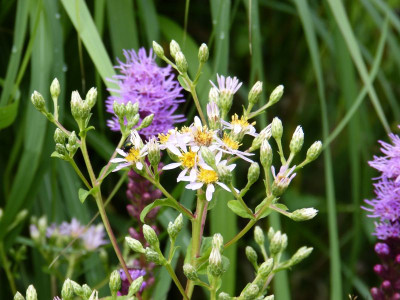 2017-07-27 Aster macrophyllus.jpg