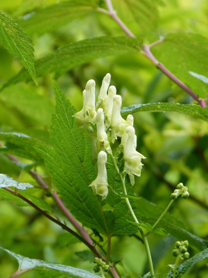 2017-07-27 Aconitum.jpg