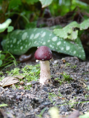 2017-07-27 Pilze.jpg