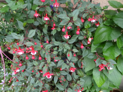 fuchsien 001.JPG