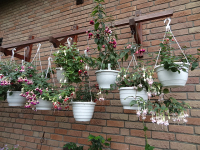 fuchsien 002.JPG