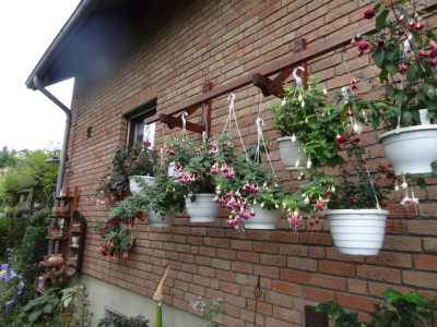 fuchsien 003.JPG
