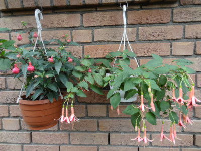 fuchsien 004.JPG