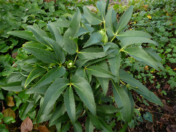 Helleborus07-1.jpg