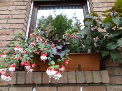 fuchsien 005.JPG