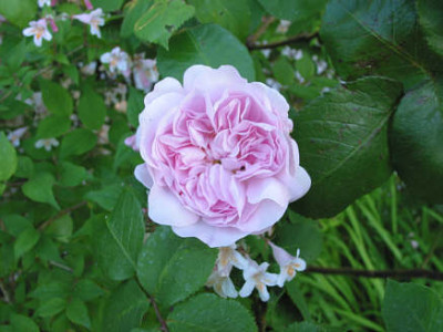 R_centifiia_fatin_latour2.jpg